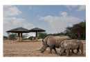 Al Ain Zoo Rhino Conservation