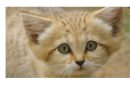 Al Ain Zoo: Birth of new Endangered Arabian Sand Cat