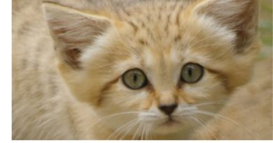 Al Ain Zoo: Birth of new Endangered Arabian Sand Cat