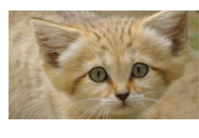 Al Ain Zoo: Birth of new Endangered Arabian Sand Cat
